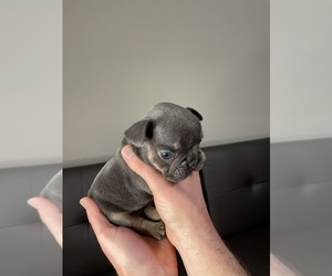 French Bulldog Puppy for sale in CHESTERFIELD, MO, USA