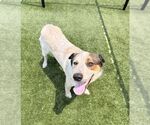 Small Bluetick Coonhound Mix