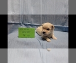 Image preview for Ad Listing. Nickname: Biscuit
