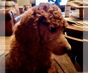 Poodle (Standard) Puppy for sale in CHINO VALLEY, AZ, USA