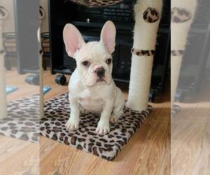 French Bulldog Puppy for sale in MASTIC, NY, USA