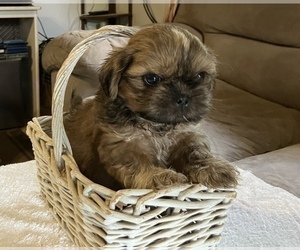 Medium Shih Tzu