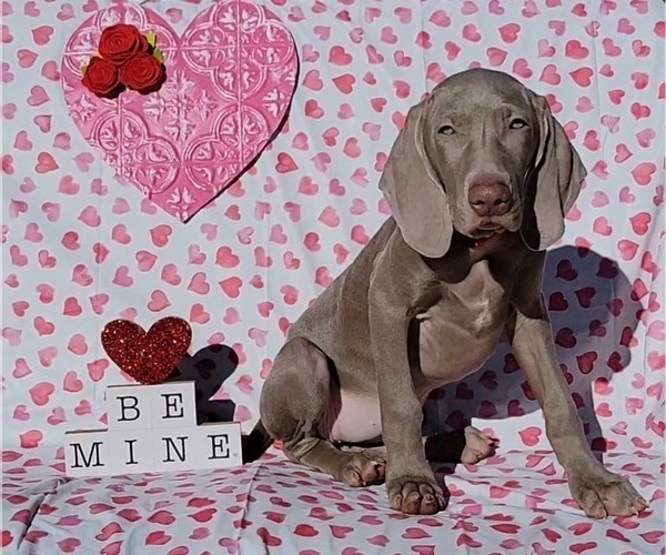 Medium Photo #6 Weimaraner Puppy For Sale in NEWCASTLE, OK, USA