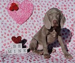 Small Photo #6 Weimaraner Puppy For Sale in NEWCASTLE, OK, USA
