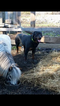 Small Photo #1 Rottweiler Puppy For Sale in CONNELLSVILLE, PA, USA