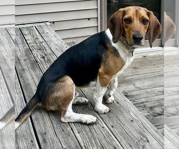 Medium Photo #3  Puppy For Sale in , 