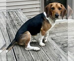 Small Photo #4  Puppy For Sale in , 