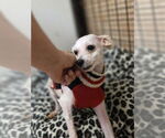 Small #3 Chihuahua Mix