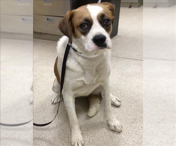 Medium Photo #1 Beagle-Unknown Mix Puppy For Sale in Riverside, CA, USA