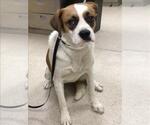 Small Beagle Mix
