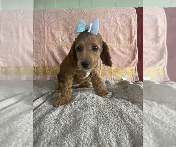 Medium Photo #3 Goldendoodle (Miniature) Puppy For Sale in LANCASTER, PA, USA