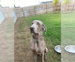 Father of the Weimaraner puppies born on 08/08/2022