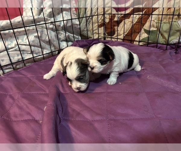 Medium Photo #4 Morkie Puppy For Sale in CHICAGO, IL, USA