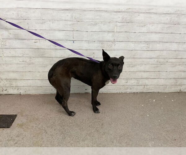 Medium Photo #1 American Pit Bull Terrier Puppy For Sale in San Bernardino, CA, USA