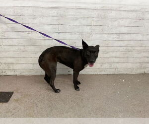American Pit Bull Terrier Dogs for adoption in San Bernardino, CA, USA