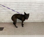 Small American Pit Bull Terrier
