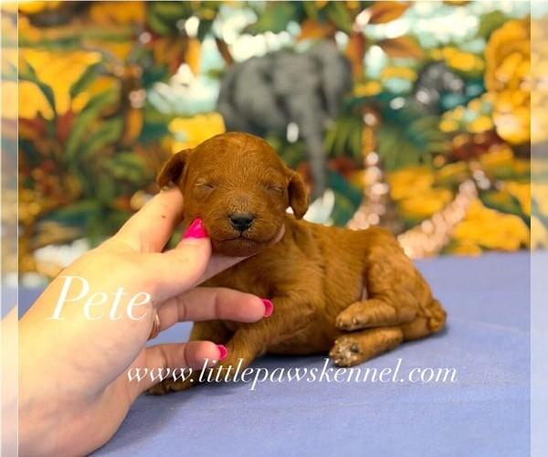 Medium Photo #1 Poodle (Toy) Puppy For Sale in WINNSBORO, LA, USA