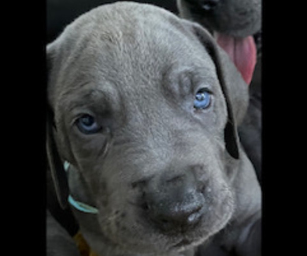 Medium Photo #4 Great Dane Puppy For Sale in MIAMI, FL, USA