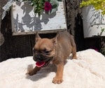 Small #7 French Bulldog