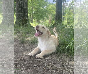 Mutt Dogs for adoption in Ridgefield, CT, USA