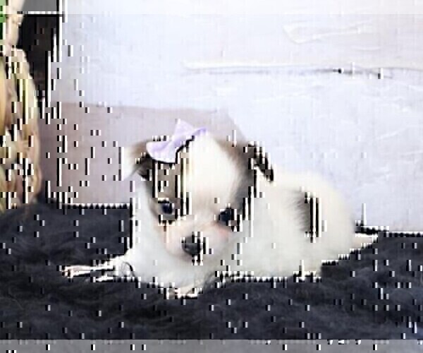 Medium Photo #10 Chihuahua Puppy For Sale in FORT LAUDERDALE, FL, USA