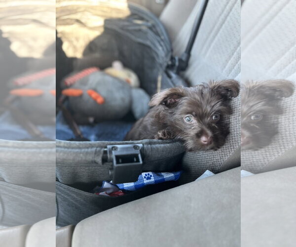 Medium Photo #2 Poodle (Toy)-Unknown Mix Puppy For Sale in Visalia, CA, USA