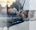 Small #1 Poodle (Toy) Mix