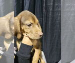 Small #3 German Shorthaired Pointer-Vizsla Mix