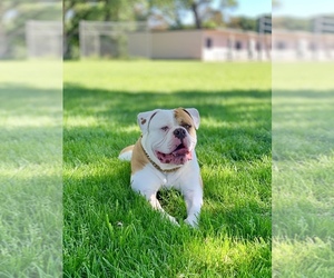 American Bulldog Dogs for adoption in GALT, CA, USA