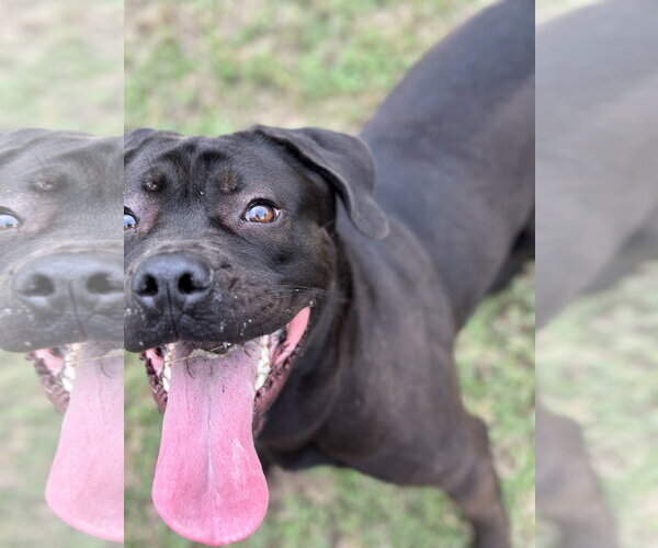 Medium Photo #4 Boxador Puppy For Sale in Houston, TX, USA