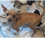 Small Chihuahua Mix