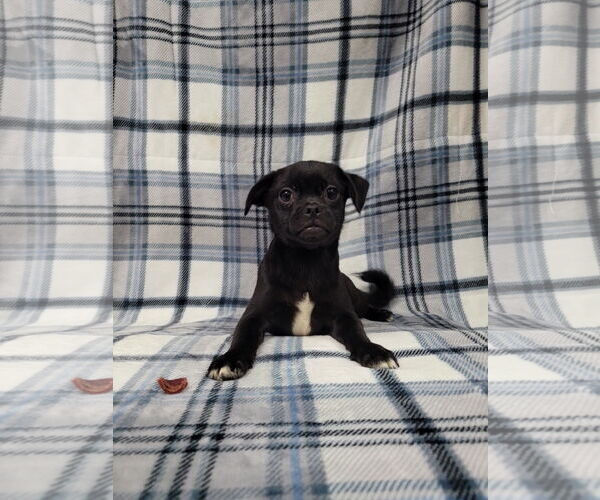 Medium Photo #2 Chug Puppy For Sale in Lincolnwood, IL, USA