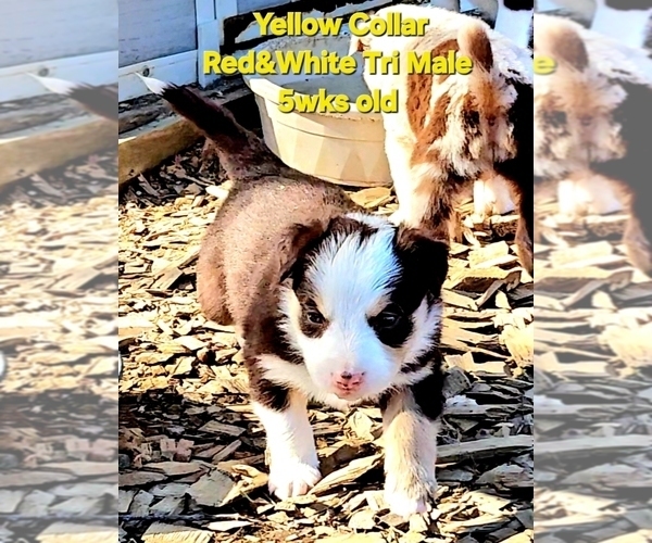 Medium Photo #63 Border Collie Puppy For Sale in BYBEE, TN, USA
