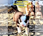 Small Photo #63 Border Collie Puppy For Sale in BYBEE, TN, USA