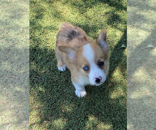 Medium Photo #1 Aussie-Corgi Puppy For Sale in BRIGGSDALE, CO, USA