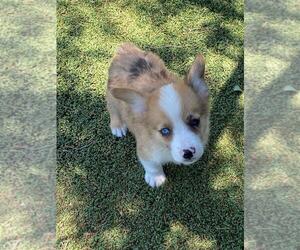 Aussie-Corgi Puppy for sale in BRIGGSDALE, CO, USA
