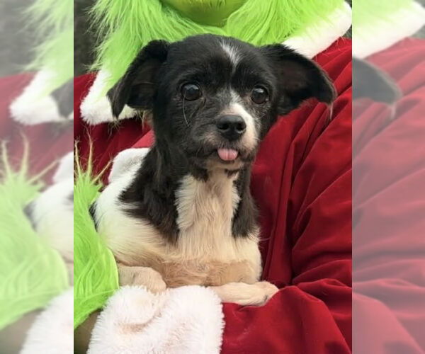 Medium Photo #4 Mutt Puppy For Sale in Thomasville, NC, USA