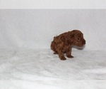 Small Photo #3 Poodle (Toy) Puppy For Sale in HONEY ISLAND, TX, USA