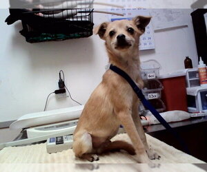 Mutt Dogs for adoption in Martinez, CA, USA