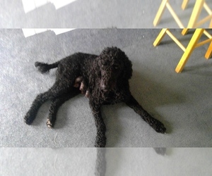 Poodle (Standard) Puppy for sale in NEW PLYMOUTH, ID, USA