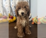 Havapoo puppies - Male Havapoo Puppy for Sale - Photo #28