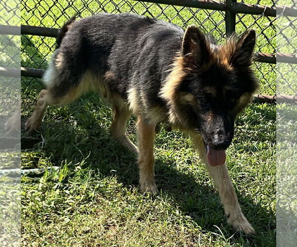 Medium Photo #4 German Shepherd Dog Puppy For Sale in Newfoundland, PA, USA