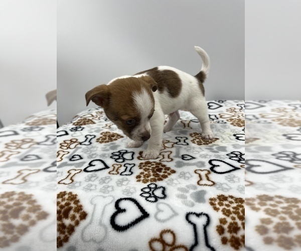 Medium Photo #13 Jack Chi Puppy For Sale in SAINT AUGUSTINE, FL, USA