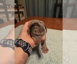 Small #13 Great Dane