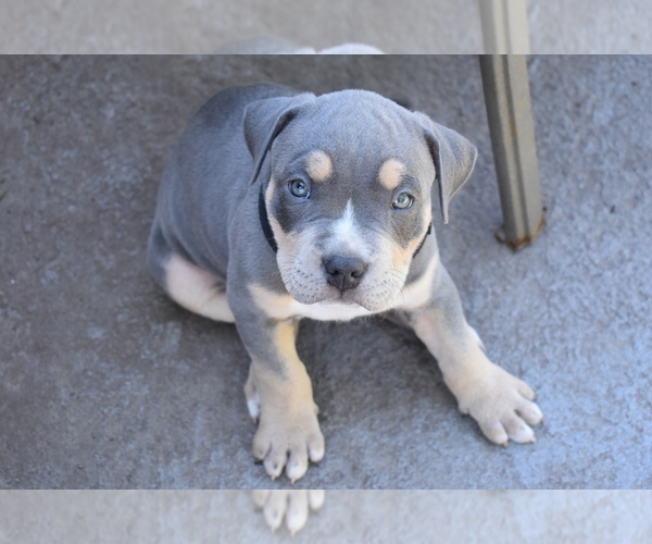 Medium Photo #1 American Bully Puppy For Sale in DELTONA, FL, USA
