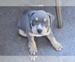 Small Photo #1 American Bully Puppy For Sale in DELTONA, FL, USA