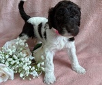 Puppy Lady Poodle (Standard)