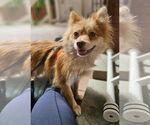 Small #3 Pomeranian