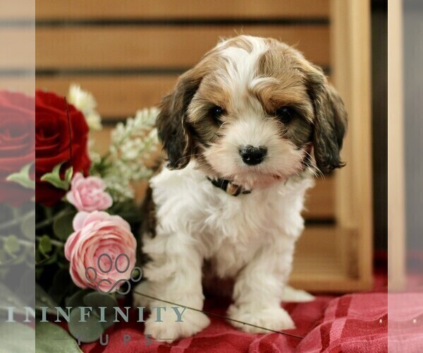 Medium Photo #1 Cavachon Puppy For Sale in BIRD IN HAND, PA, USA