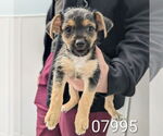 Small Mutt